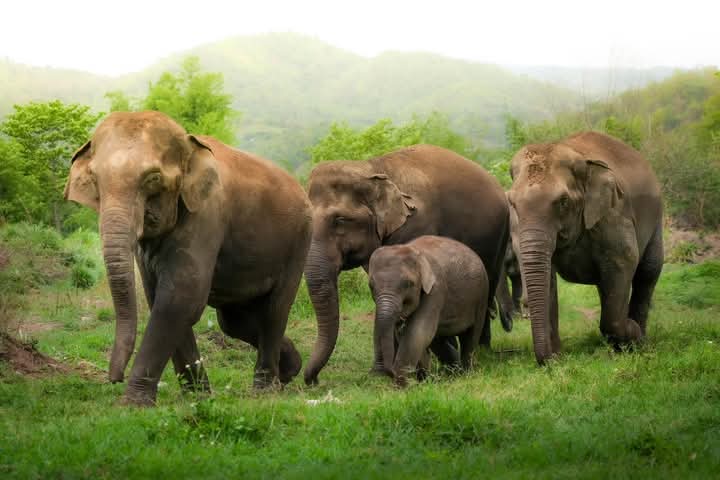 Elefanten-Dschungel-Schutzgebiet style=