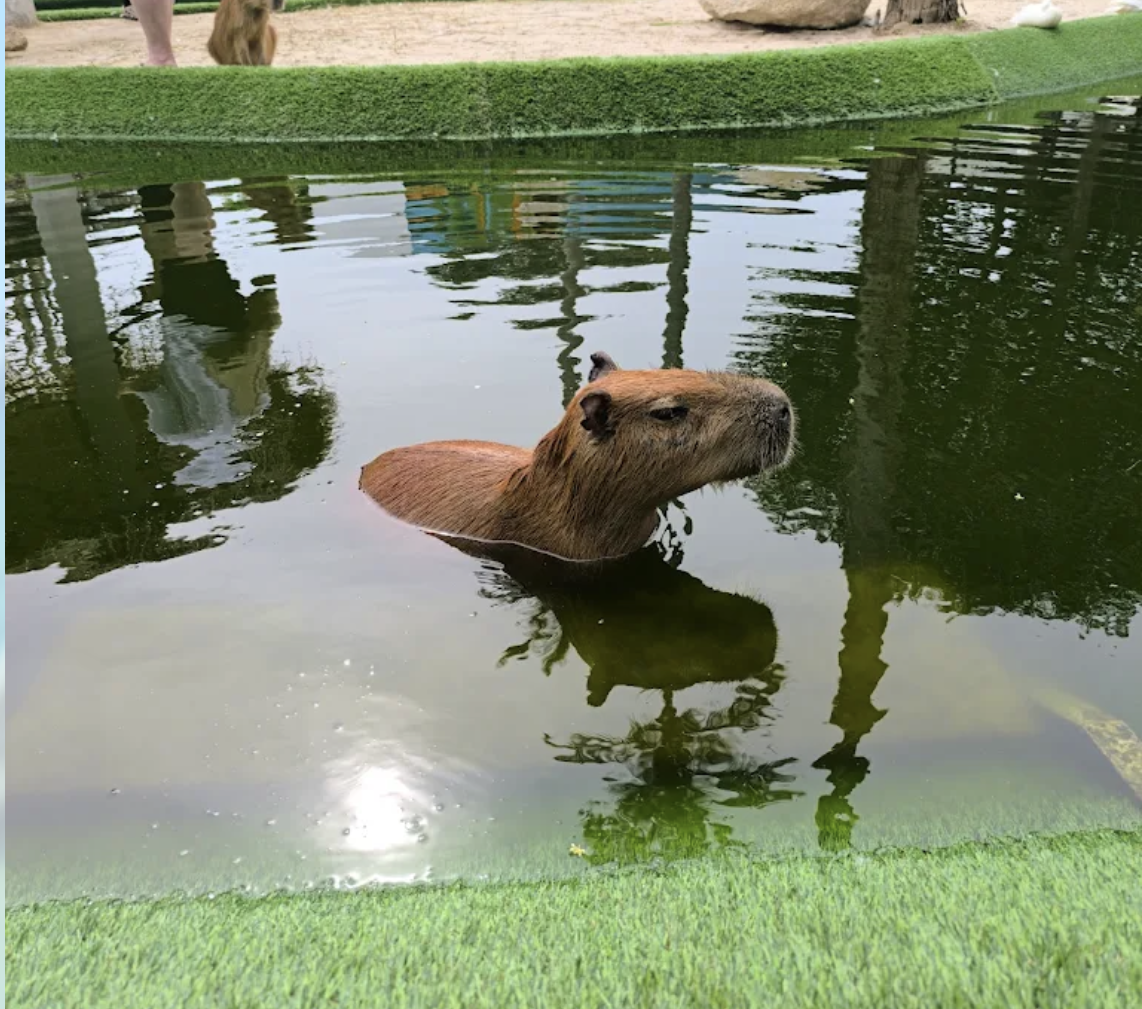 CAPYBARA WELT style=